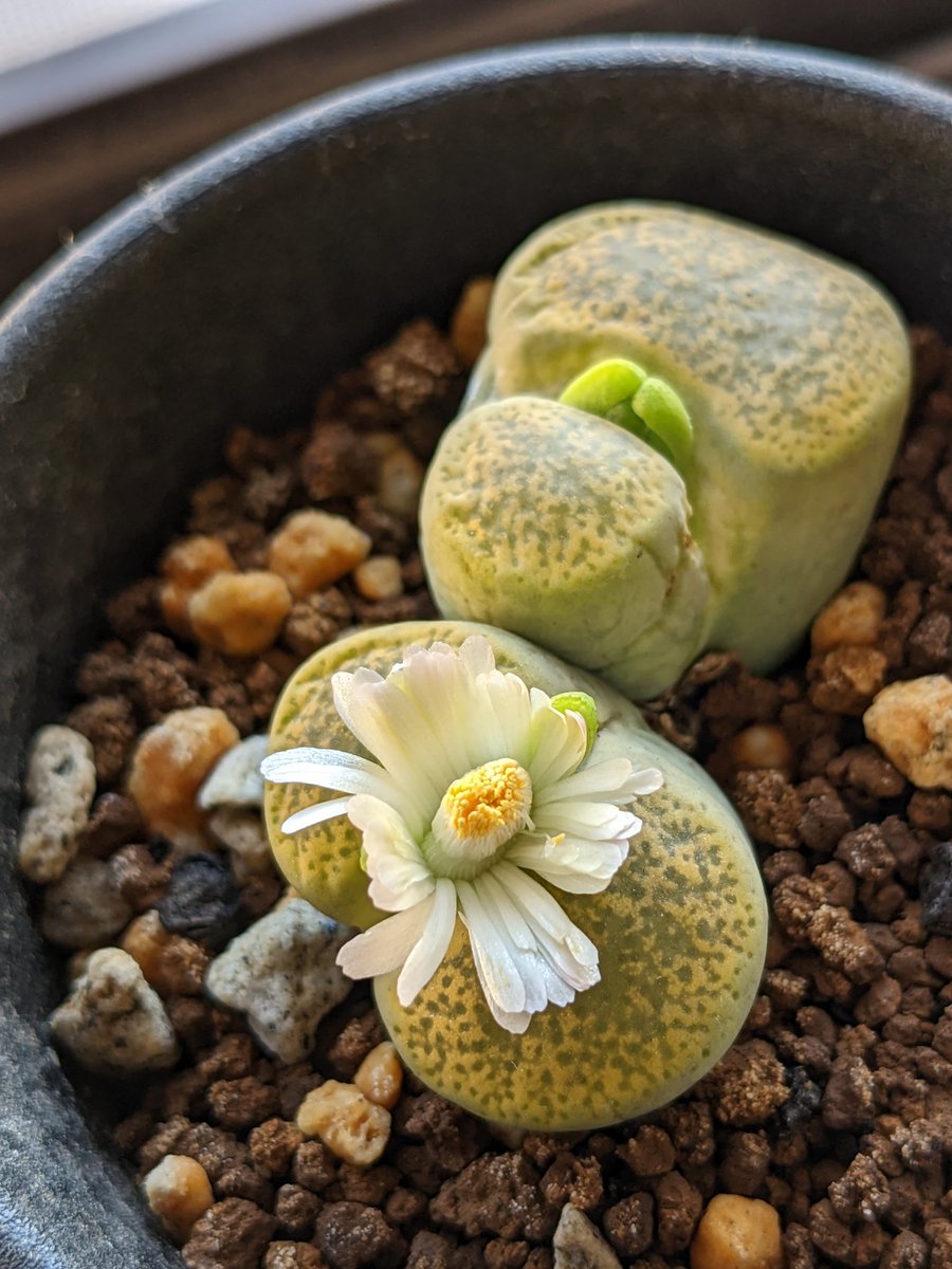anikie_1's tweet photo. こいつも咲いた。しばらくリトープスの開花ラッシュになりそう🌸
#リトープス #lithops #リトープスの花 #lithopsflower https://t.co/stmgbRyRn9