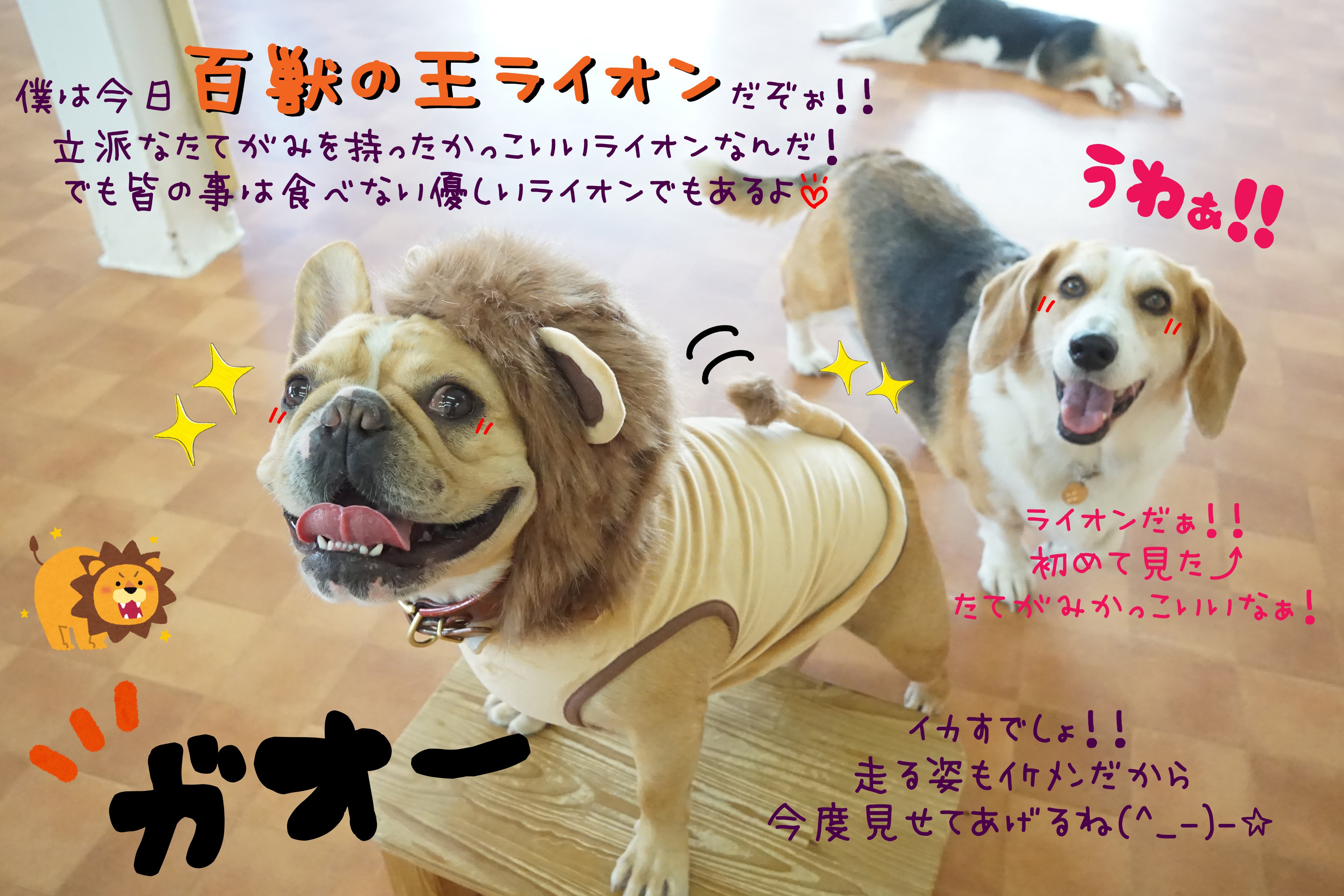 犬の幼稚園 Chouchou Dochouchou Twitter