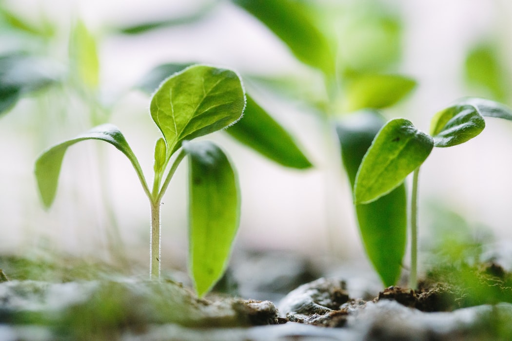 MonsoonValleyUK's tweet photo. Don't judge each day by the harvest you reap but by the seeds that you plant. #MondayMotivation #WiseWords #KickstartTheWeek https://t.co/BT7A1NDrgD