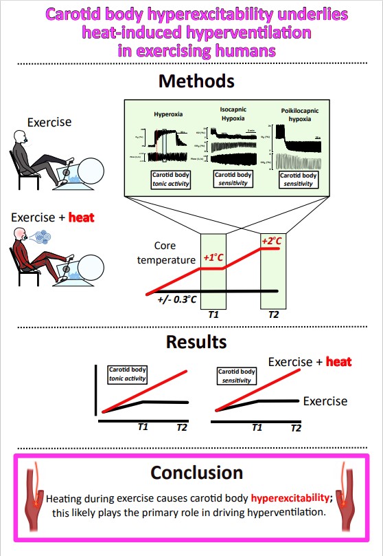 #ArticlesInPress “Carotid body hyperexcitability underlies heat-induced hyperventilation in exercising humans” Travis D. Gibbons, et al. 
ow.ly/nZ3b50Lo0uN
#JAPPL #CarotidBody #Exercise #Heat <a href="/Kate_N_Thomas/">Kate Thomas</a>