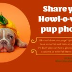 Photo by PitBullRescueCentral (@PBRCtweets)