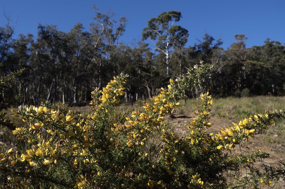 auntyscuttle's tweet photo. Spring has only sporadically sprung here in #Tasmania, but we can always find gold in thum thar hills. My latest piece for Forty South. 

https://t.co/Bdqi6Z3WSZ https://t.co/MsX9wJcx4X