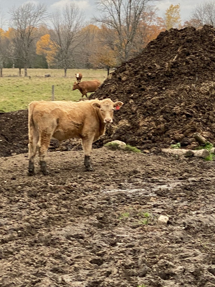 250 Charolais cross calves heading to Keady Friday, November 4 at 9 am