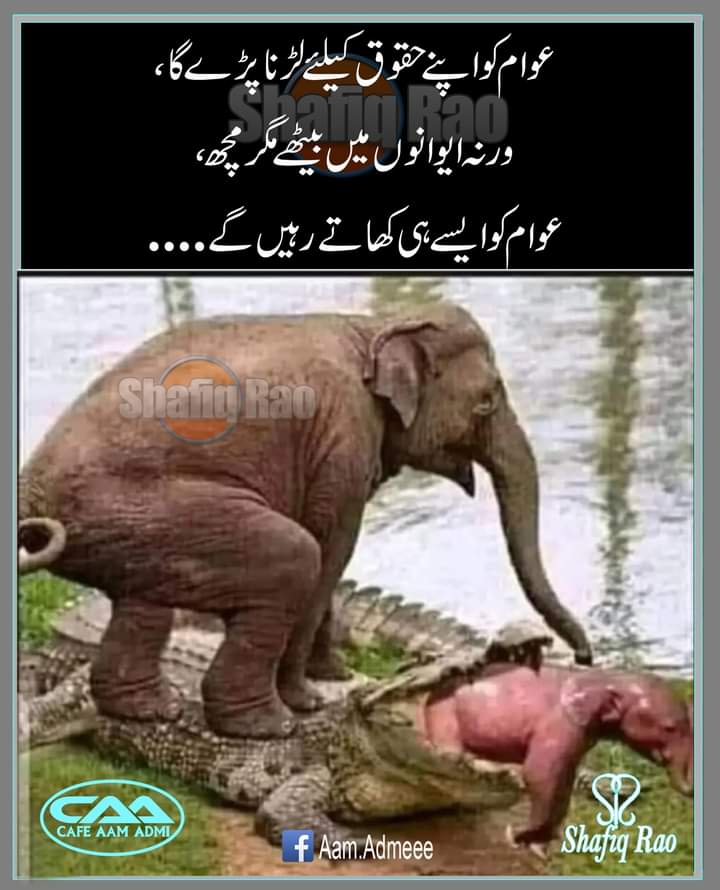 Abbas Ali tweet media