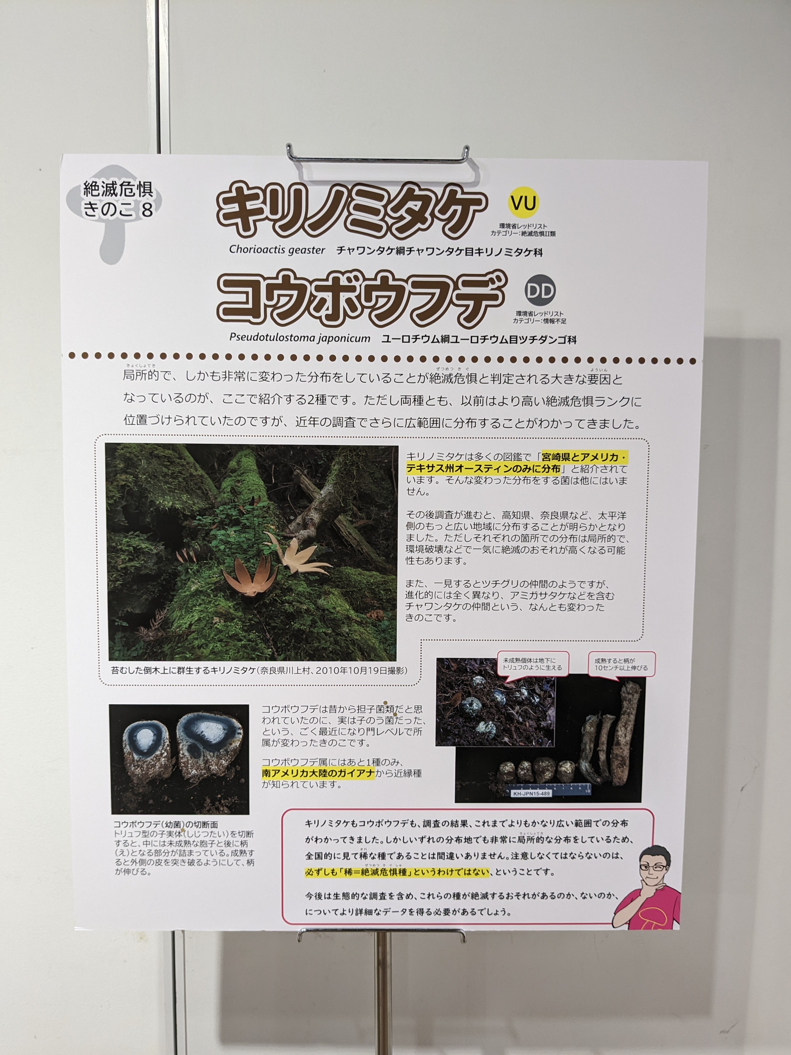 べにてんぐの会 Rt Kinokobitonet きのこ展 のテーマは 絶滅の恐れがある菌類たち そのうちの一つにキリノミタケとコウボウフデがありました キリノミタケの発生場所は知らないのですが コウボウフデは ここから出るんです という箇所は２カ所