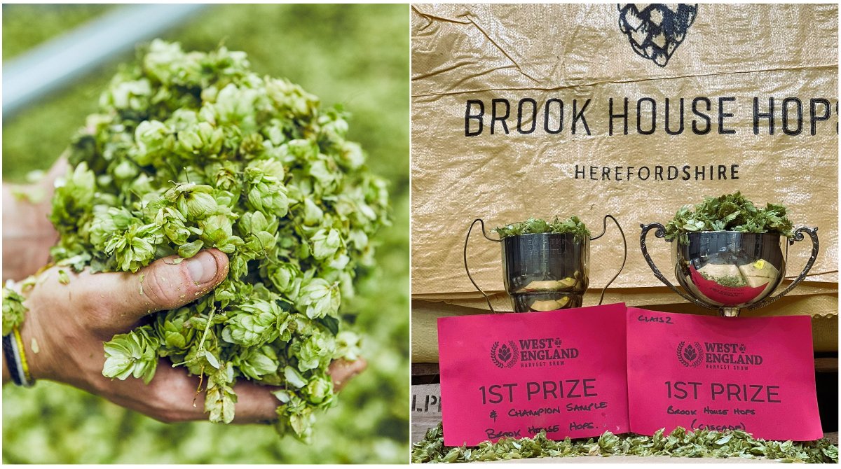 Our hops were awarded 7 prizes at the West of England #harvestshow last week including Champion sample and Best High Aroma for our UK Cascade. Our farm team also picked up Champion Drier for our outstanding hop harvest results! #hopstars #britishhops 🏆🍃🍻