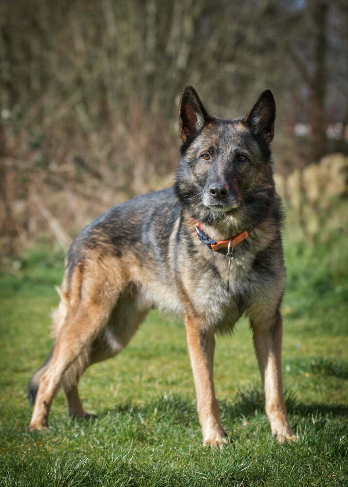 Please retweet to help Zeus find a home #MANCHESTER #UK Aged 5, he's been in the shelter since August 2021. He's looking for and adult home as the only pet. He has hip dysplasia. Please contact the shelter for info. DETAILS👇 dogshome.net/dog-for-adopti… #dogs #GermanShepherd
