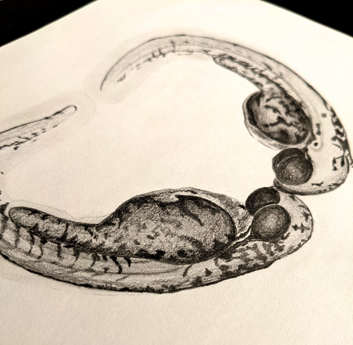 ErfaniVida's tweet photo. When zebrafish embryos have motile cilia defects, they curl onto themselves ventrally... which makes for a cute heart-shaped picture when you put two together! 

Original graphite drawing 

@ZebrafishRock 

https://t.co/8lzu6uBdtY https://t.co/4wXRccK5He