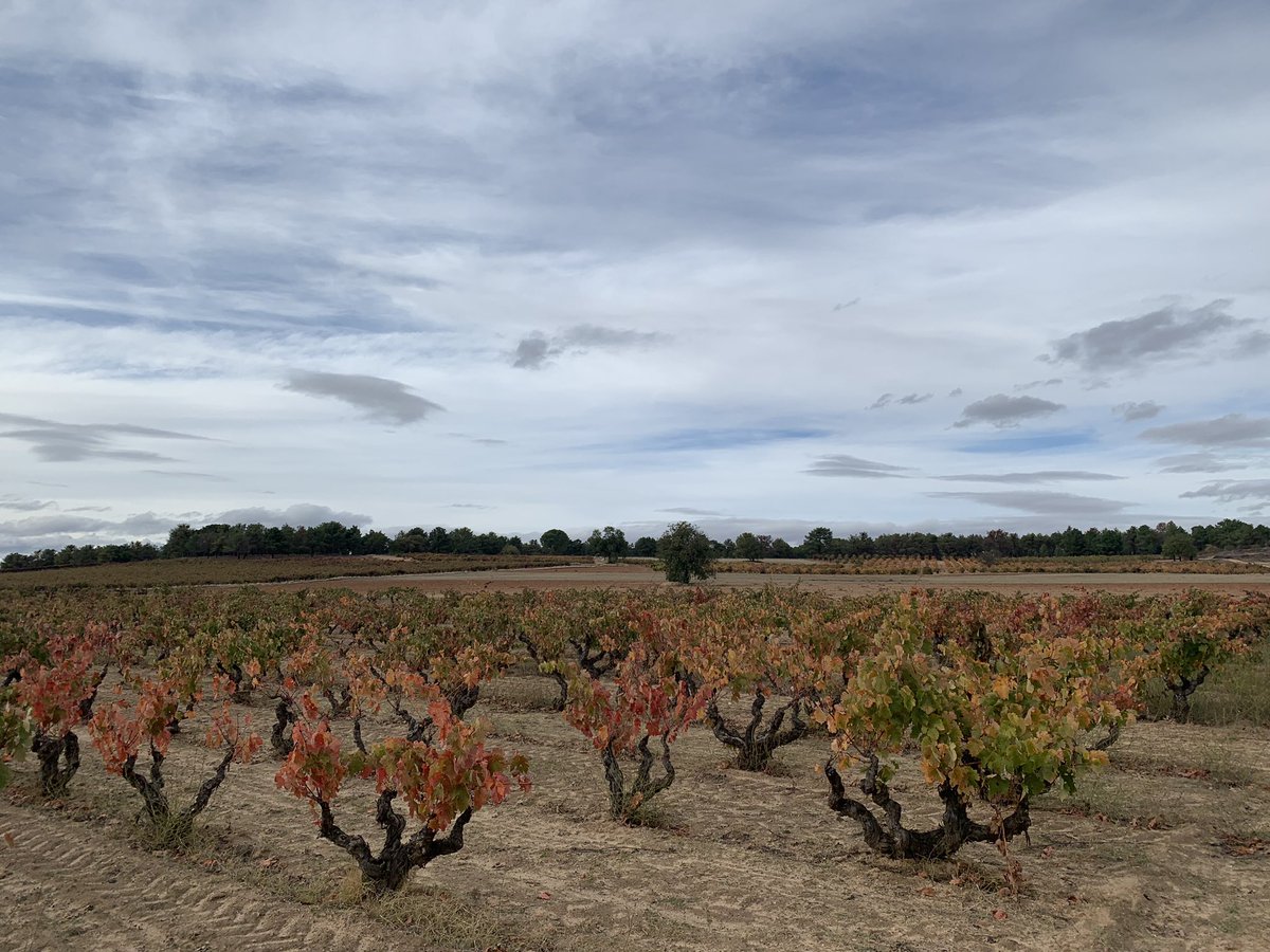 BodegasLaHorra's tweet photo. La magia del otoño en nuestros viñedos. ¡Un paisaje efímero que todavía podemos disfrutar!🍁🍂
#CORIMBO
#BodegasLaHorra https://t.co/h7JfpQiPqa