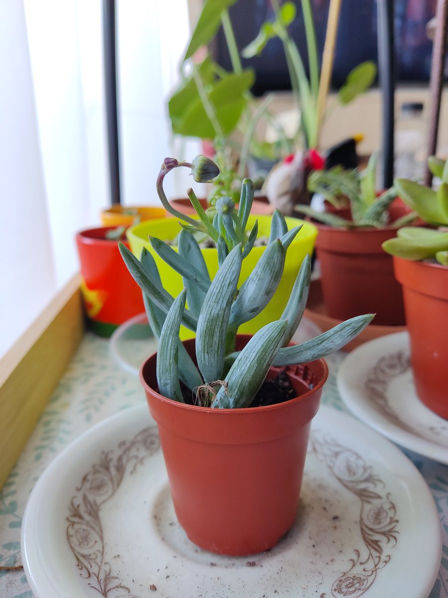 My #bcon22 plant made it safely through 12H of journey home 😅
Now she has a new family of other succulents and plants, kindly taken care of by my girlfriend.
How are your little friends faring? Let's see your Blender succulents!
#Blender3d #blender