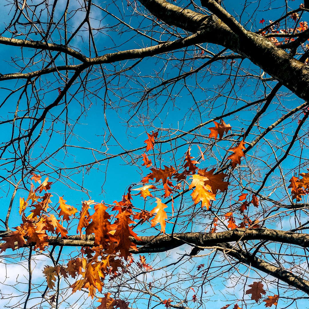 UWEBristol's tweet photo. 📸 We love an autumnal campus shot 🍂😍 https://t.co/Y5AIvt3BGc
