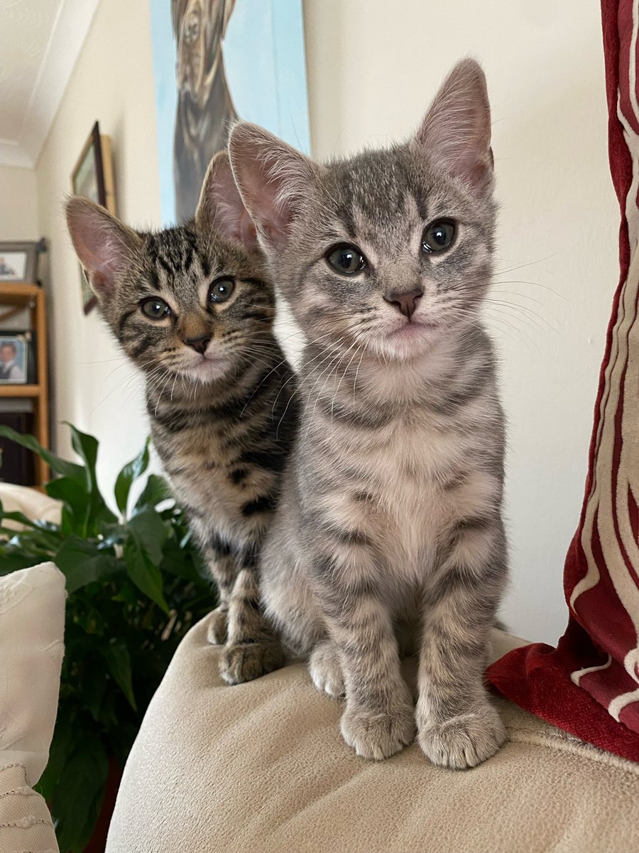 When you can’t choose which kitten to rescue, so you have both.

#kittensiblings