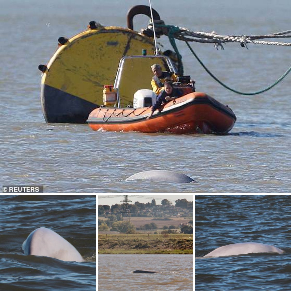 Sam Lipman tweet media