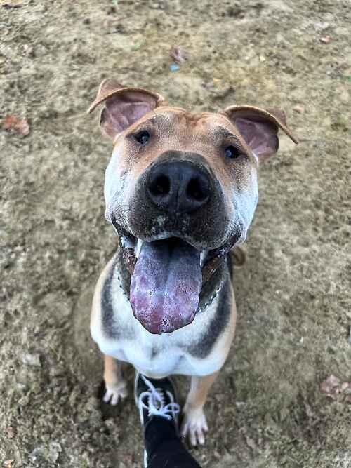 Please retweet to help Bear find a home #KENT #UK Saved from a pound, sadly no history. Aged 2, SharPei Cross. He can live with children aged 12+. Is there someone that can give him a second chance and the loving home he deserves? DETAILS lastchanceanimalrescue.co.uk ☎️ 01797366620