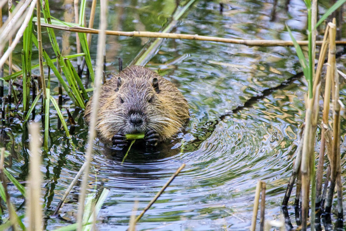 dr_anne_leonard's tweet photo. We have a new #PhD opportunity on the impact of #nature-based solutions on microbial aspects of water quality! 

Fully-funded via @GW4plusDTP and supported by CASE partners. Details here https://t.co/SoOAWL93T3 https://t.co/dIDPDyNgDI
