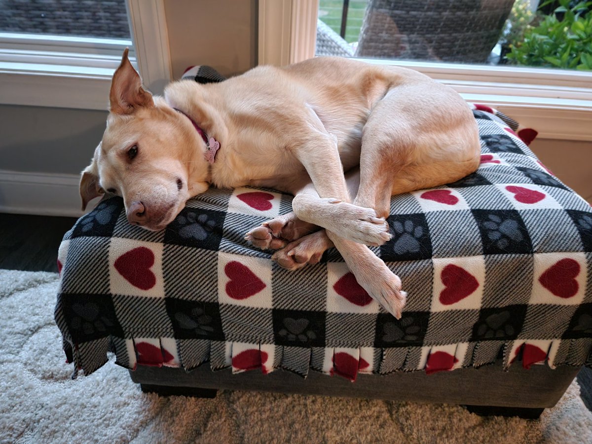 AskSherryG's tweet photo. Happy Monday folks! Luna isn't quite ready for the week. Are you? https://t.co/sUO0E1L8vZ
