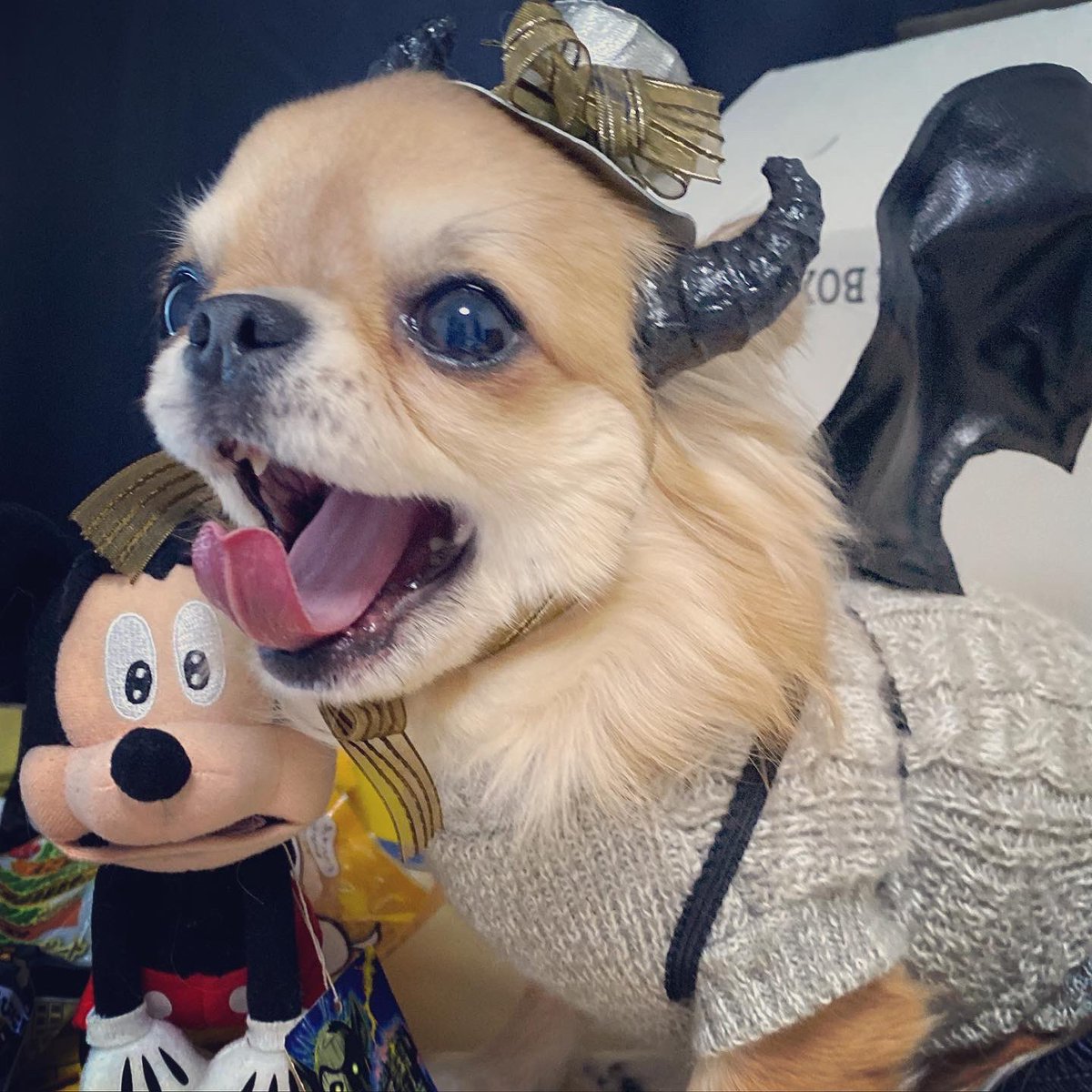 「愛犬のハロウィン悪魔コスも見てレイヤー技術を活かした手作りです 」|あずましろのイラスト