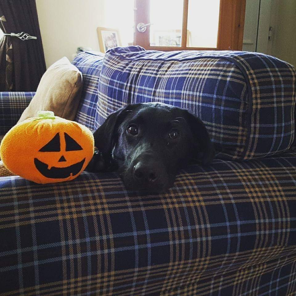 Happy Halloween from the Happy Paws gang. Halloween can be a spooky time not just for us humans but also our pets, especially our daft Labrador, Murphy! Please take extra care of your lovely pets today, have fun and try not to eat too many sweets (is that even possible?!). 🎃