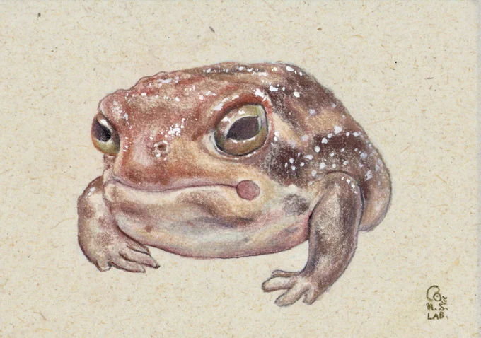 いろんなカエル #カエル  #水彩  #色鉛筆  #アクリル 