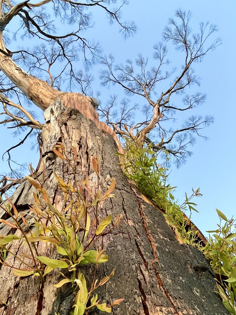 Salmon gum post fire.
#corriginfires