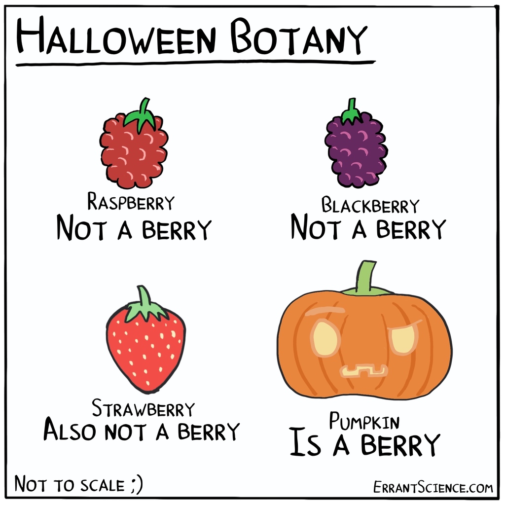 Halloween is a great time to remember that botany is crazy and makes no sense 🎃⁠ #Halloween #Pumpkin #Botany