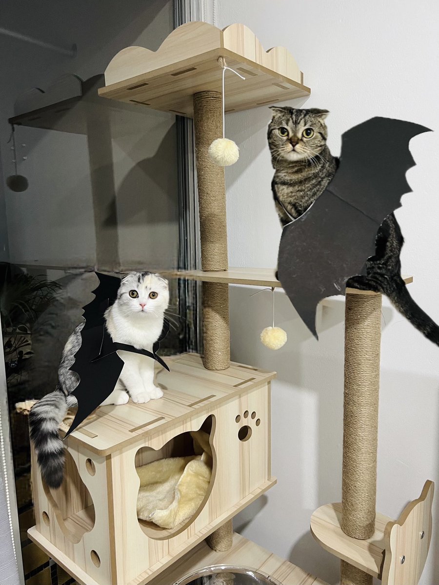 ftsketchwork's tweet image. #Octoprompt สุดท้าย ขอไม่วาดเพราะเราทำปักค้างคาวน้อยให้พวกเด็กๆแล้วจ้า🥹🖤

🦇🎃 Happy Halloween 🎃🦇

#pulseandpebbles