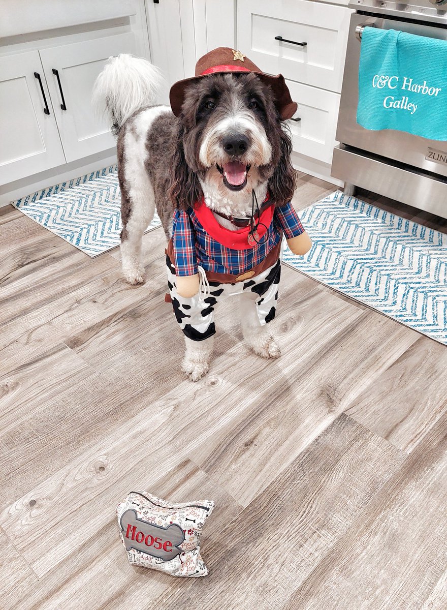 creek_moose's tweet photo. Howdy, pals and Happy Halloween! 🎃 I'm off to pawty with my furiends at school 🤠 Are you all celebrating today? #Halloween #dogsoftwitter #dogsofdogtopia https://t.co/YP3zOwth2J