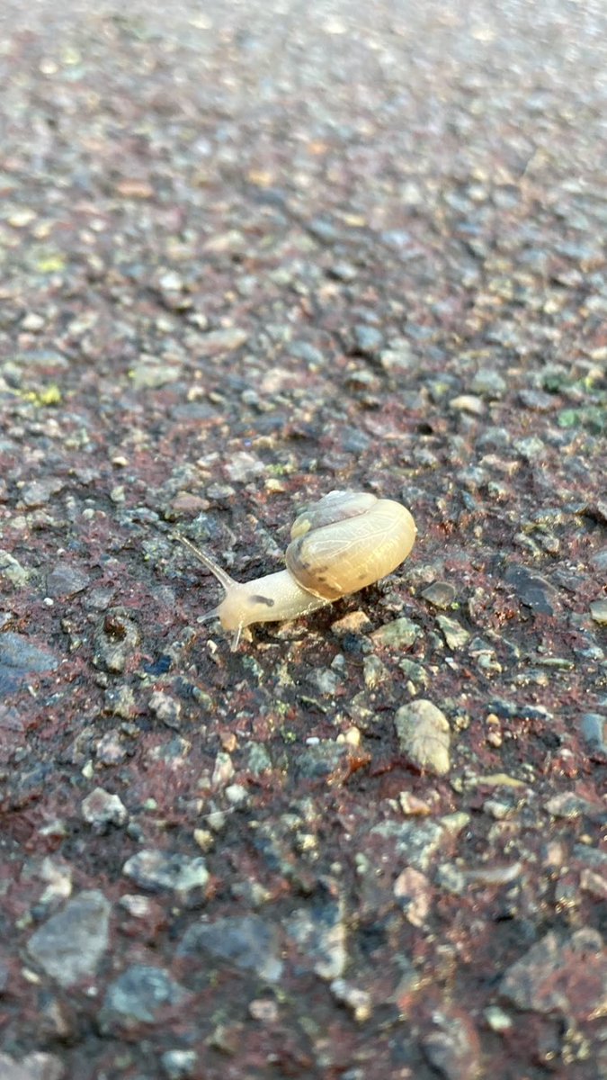 eco_ella's tweet photo. I always take pictures of a snail when I see one ☺️ 

#EBE2022 #snail #molusc https://t.co/HgqQ1K23H6