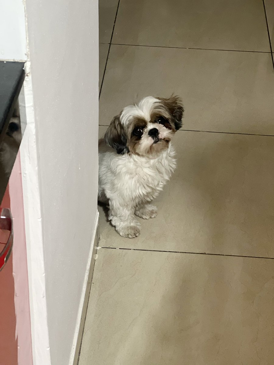 HopeTheShihTzu's tweet photo. So what’s on the menu tonight?

Photo: @ankitagrawal87
#Hope #shihtzu #dogsoftwitter #DogsOnTwitter #shotoniphone #food #hungry #hungrybaby #foodporn https://t.co/352AbbElha