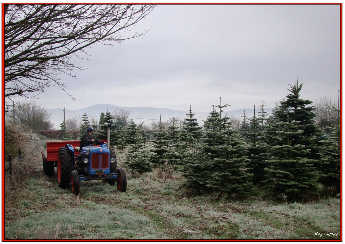 Caplice Xmas Trees tweet media