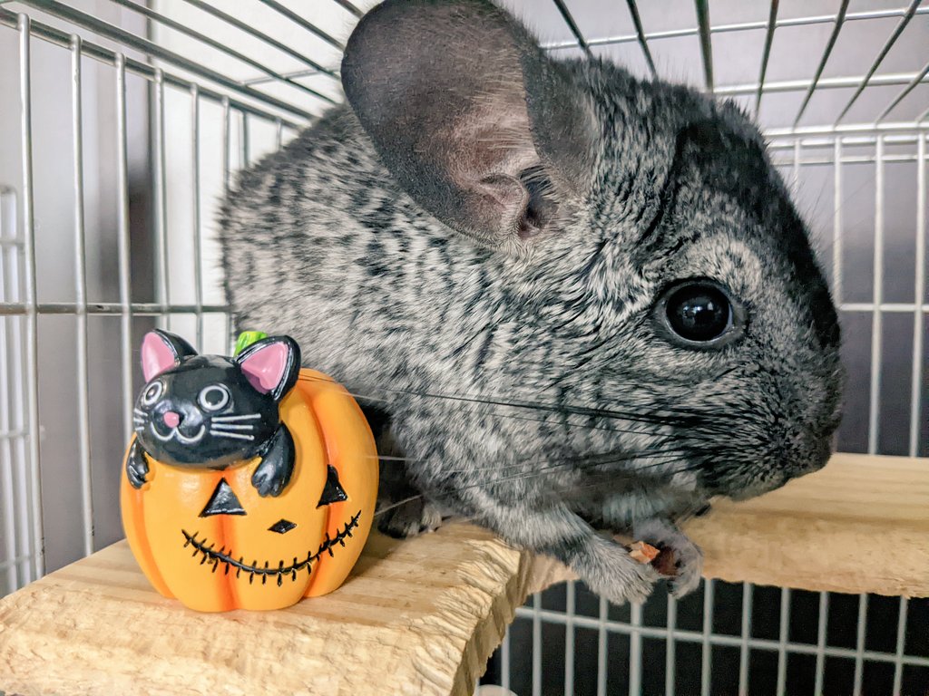 ﾁﾝﾁﾗ Twitter Search Twitter