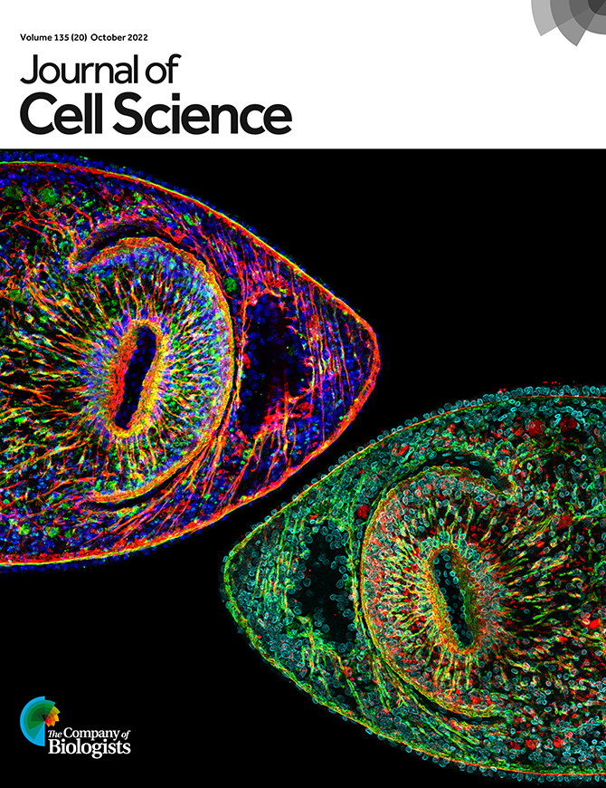 J Cell Science (@j_cell_sci) on Twitter photo Our latest Issue is now complete! Check out the full Table of contents here: ow.ly/8Qm450Lploq
On the cover: transverse sections showing the pharynx of the planarian Schmidtea mediterranea (image by the <a href="/Palakodeti_Lab/">Palakodeti Lab</a>) Our latest Issue is now complete! Check out the full Table of contents here: ow.ly/8Qm450Lploq
On the cover: transverse sections showing the pharynx of the planarian Schmidtea mediterranea (image by the <a href="/Palakodeti_Lab/">Palakodeti Lab</a>)