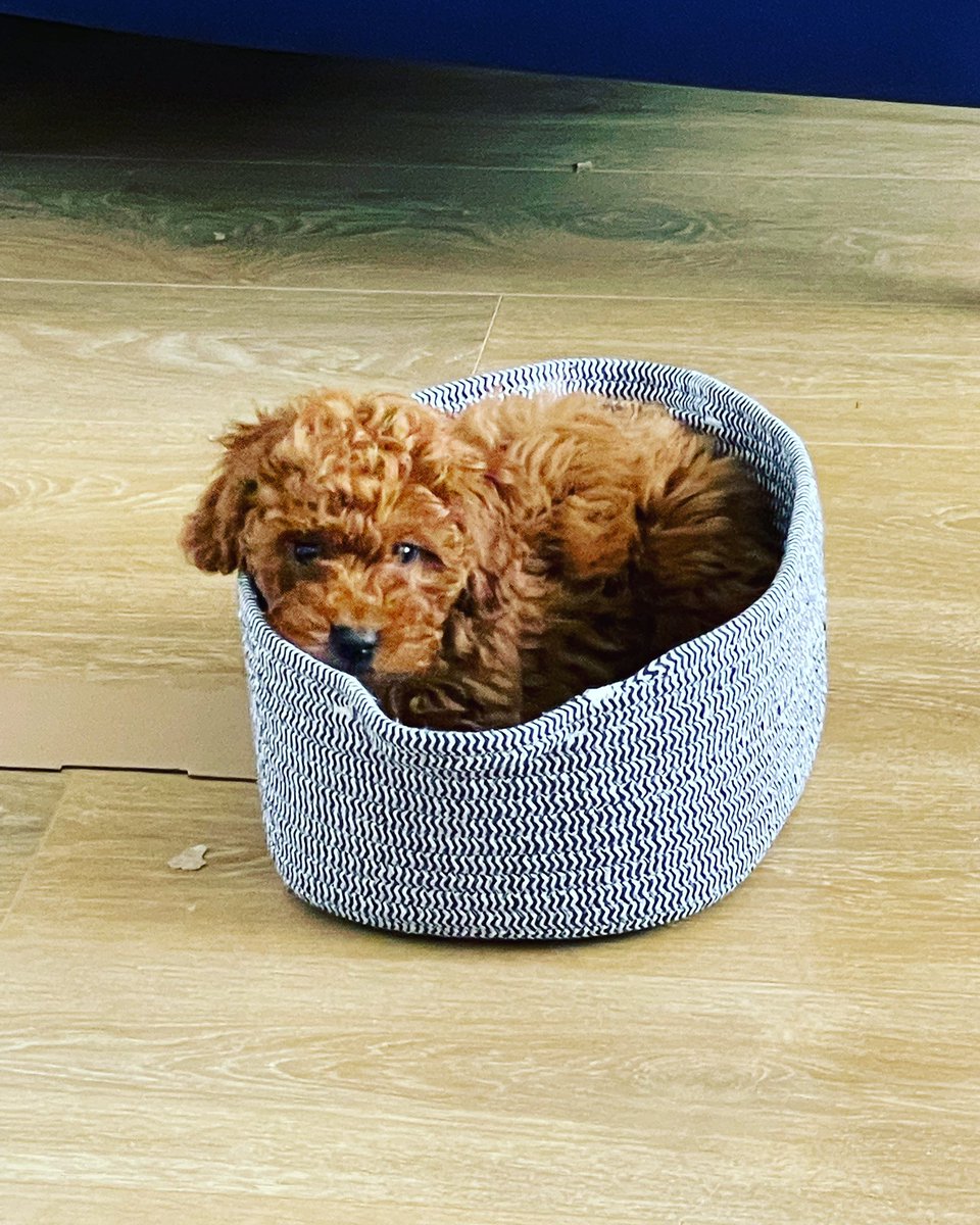 _kerryholbrook's tweet photo. @Skentelbery @BBCCornwall I too have an emotional therapy dog, she brightens the day and gives me focus. Something I haven’t been able to do well since being a widow.  16 week old Dotty https://t.co/JeERmTr5hB