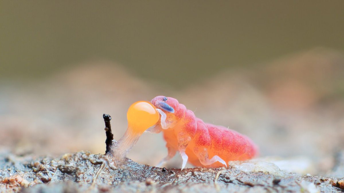Springtails, soil mites and mesofauna, oh my! Enjoy macro photographer Andy Murray's "A Chaos of Delight" site with incredible photos of amazingly beautiful creepy-crawly soil animals. Happy Halloween! bit.ly/3s9UvSQ #SoilHealth #SaveSoil #StrongSoil