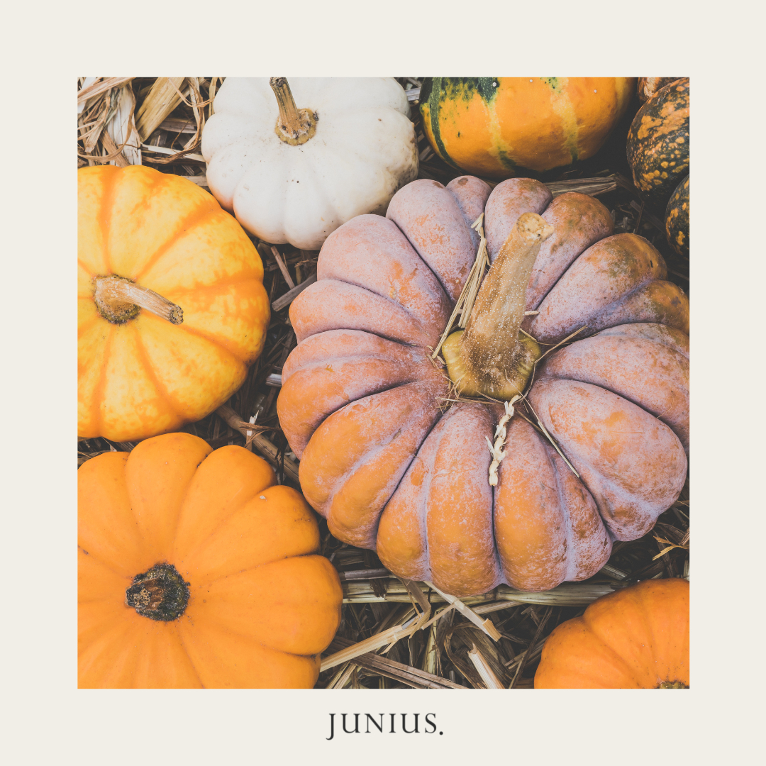 wearejunius's tweet image. 🎃 Happy Halloween! 

🧡As we approach November and move further into winter, our ZAP juice, shot and supplements have you got your covered for immune-support. 

🧡Our ZAP range is packed with various key immune-supportive nutrients, such as:

- zinc
- betacarotene
- beta-g