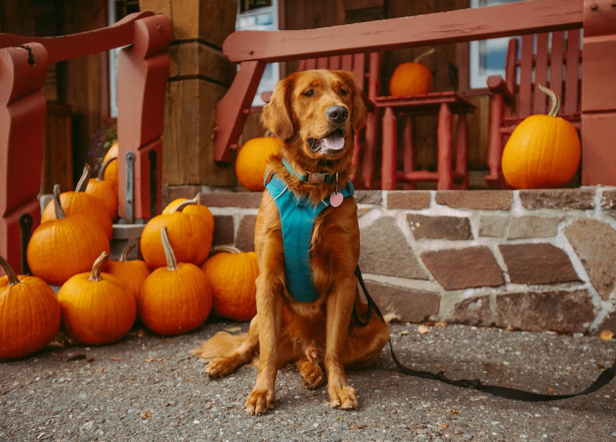 Big Halloween plans? Before heading out, brush up on some dog safety tips from our friends at the ASPCA: aspca.org/pet-care/gener…