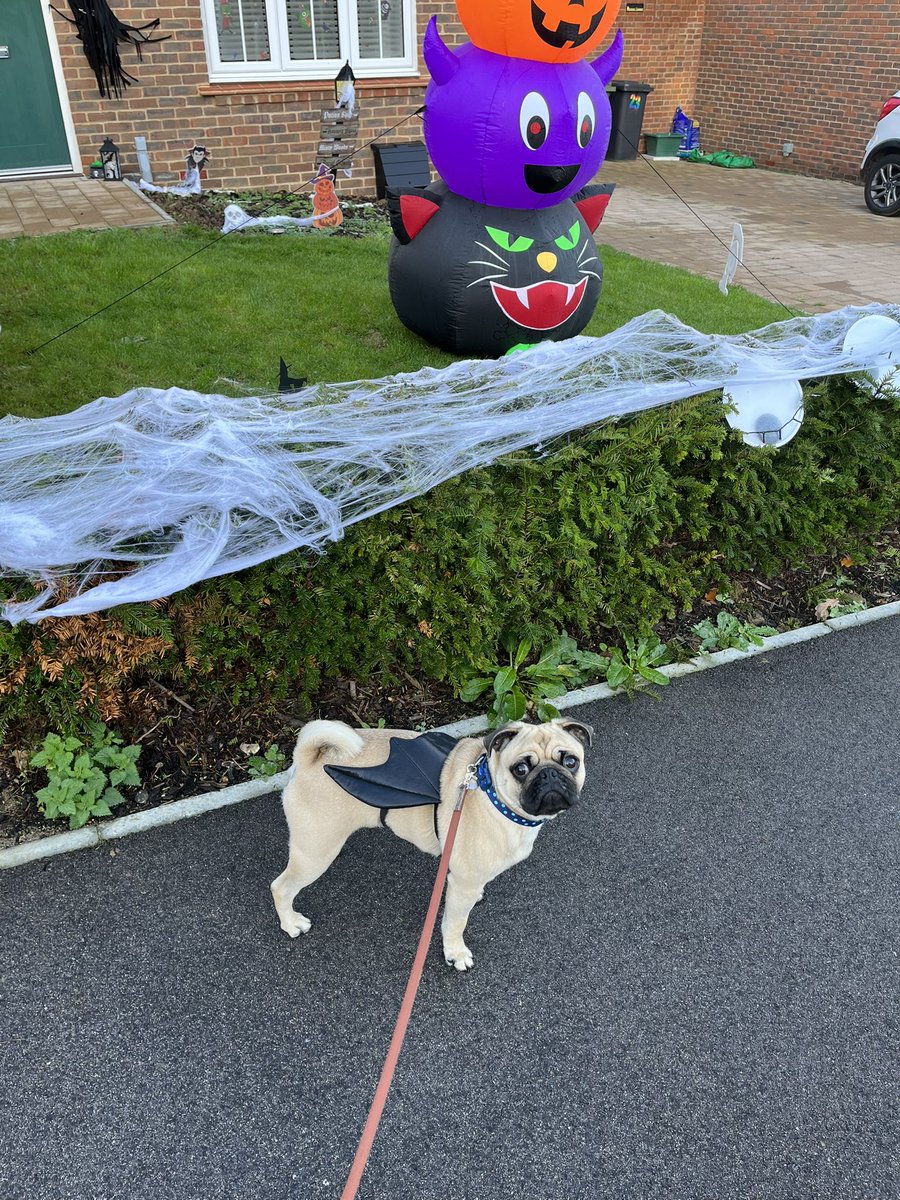chinnychick's tweet photo. Mr Shelby felt left out so he’s doning his bat wings today! #batpug 😂🦇🐶 https://t.co/jE80DI3BJ7