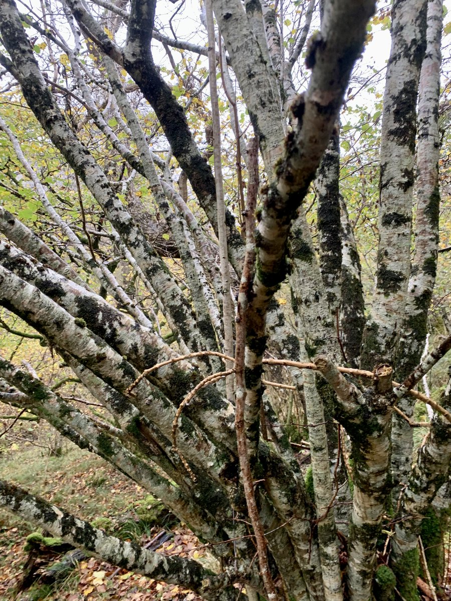 *New favourite fungus alert* I came across the dead hazel twig in this pic, apparently hanging vertically in mid air. Looking closer, I saw it was stuck fast to the bigger, living hazel branch. 1/4