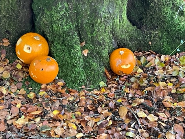 🎃 👻 Happy Halloween! 🎃 👻 Find the pumpkin trail in the woods at Craig y nos. Are you brave enough to follow it?