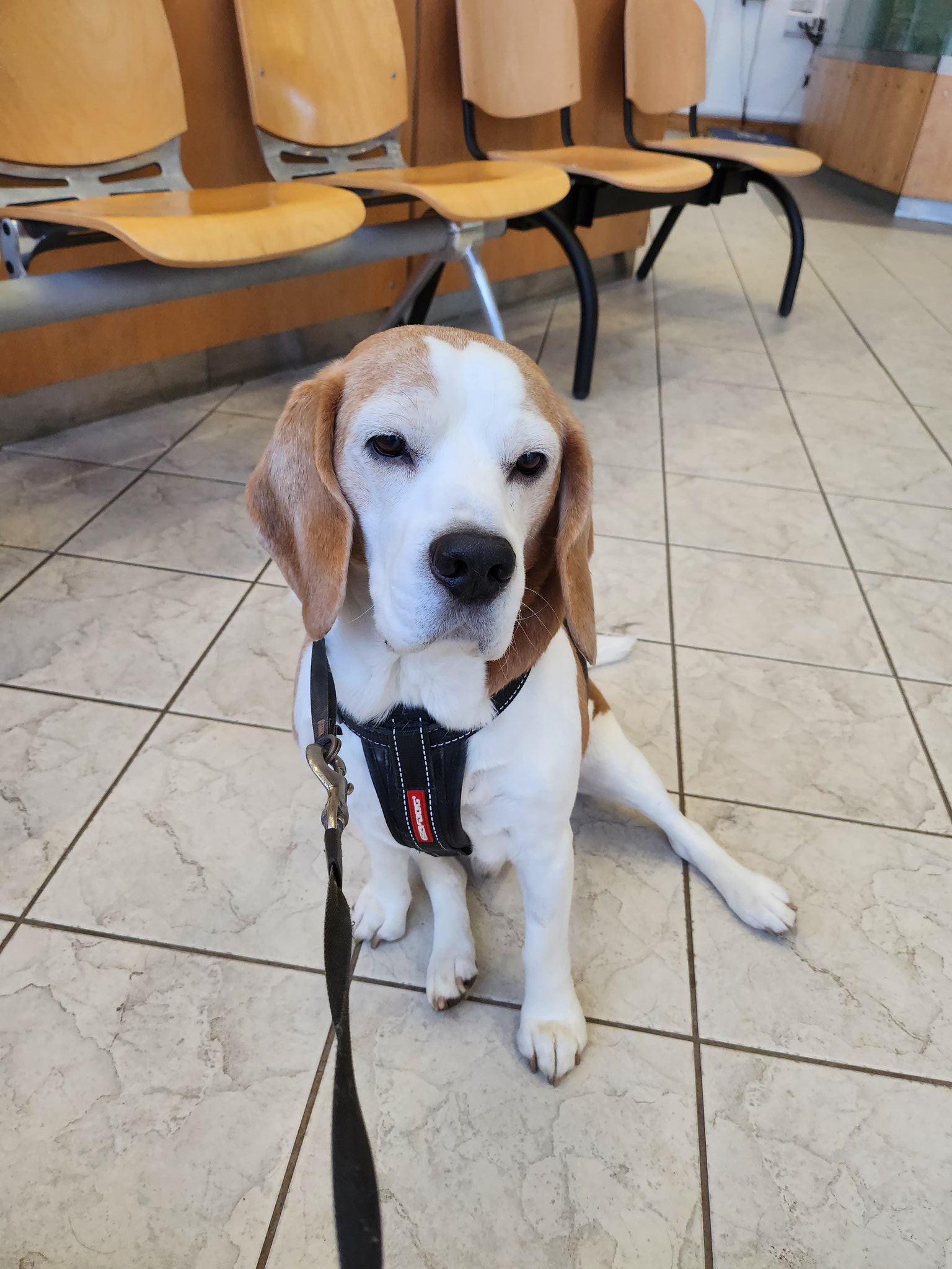 Rhiconich beagles 2025