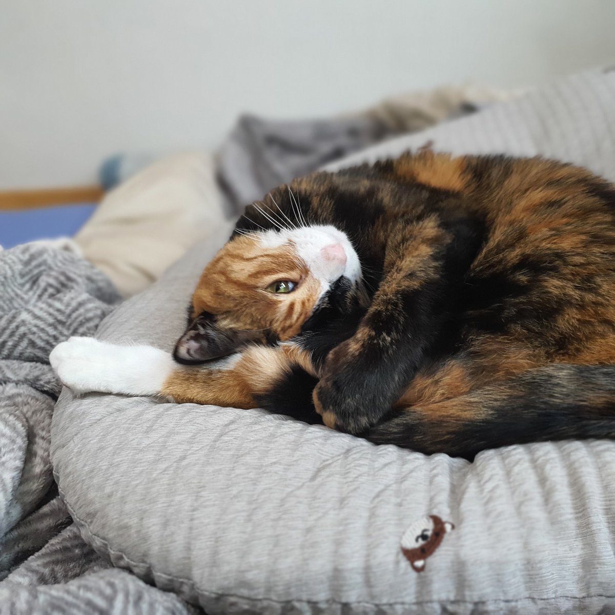 cookie190409's tweet image. 귀여워