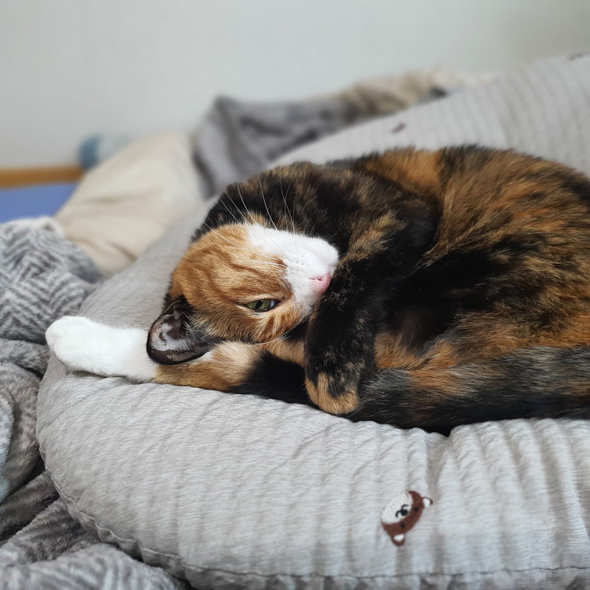 cookie190409's tweet image. 귀여워