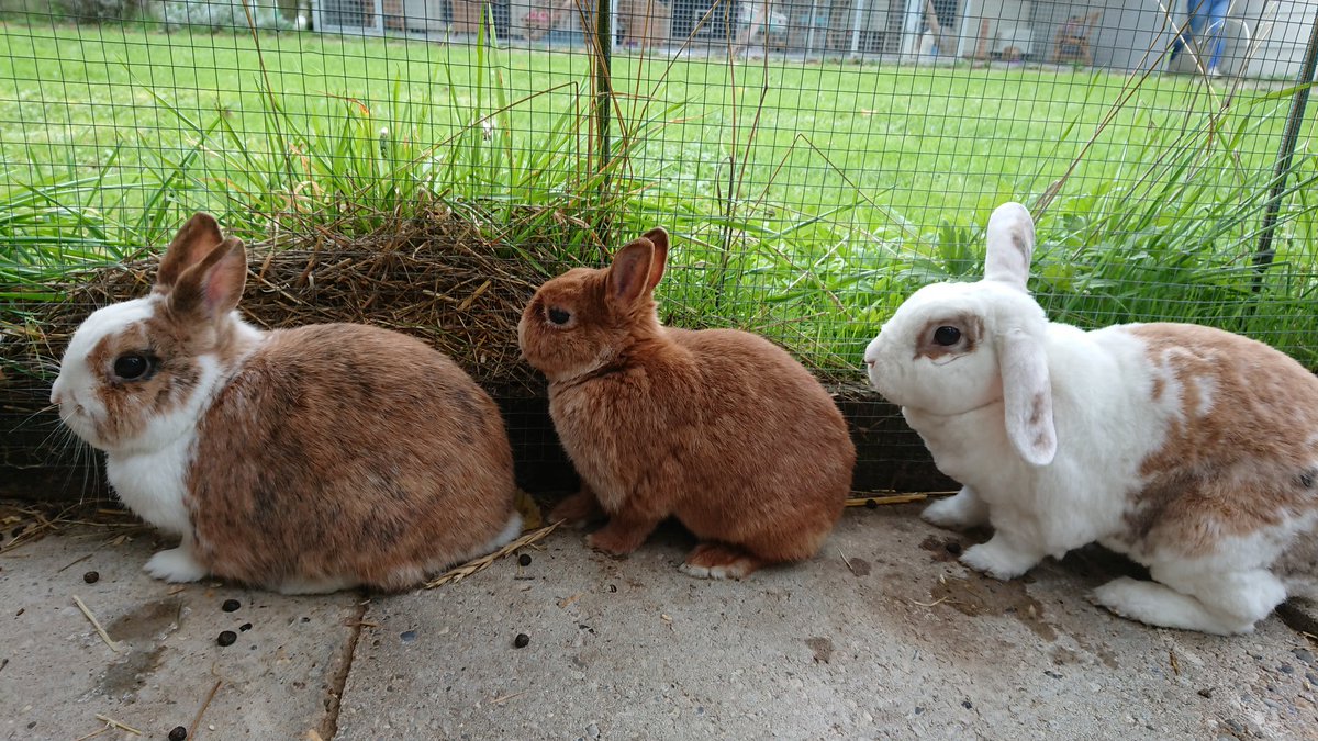 Dierenstee's tweet photo. Dit leuke trio zoekt een nieuw thuis! https://t.co/bdxufoHHtS https://t.co/fc9RLDdKPw