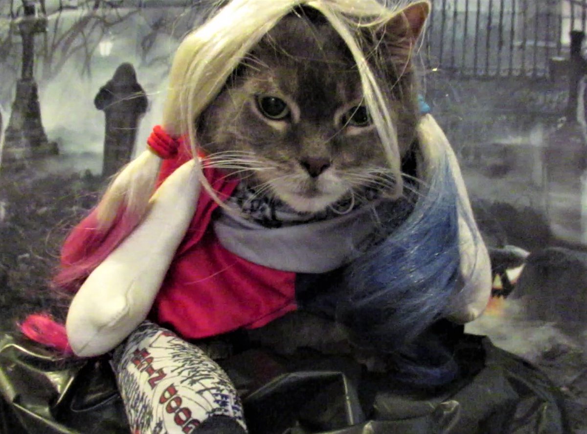 ampincivero's tweet photo. @DMHerinya Thank mew! I have a few costumes...
#HappyHalloween #Halloween 🐱🎃
#cats #CatsOfTwitter #CatCostumes
#HarleyQuinn #Clown #Witch https://t.co/cIsPY9aWk3