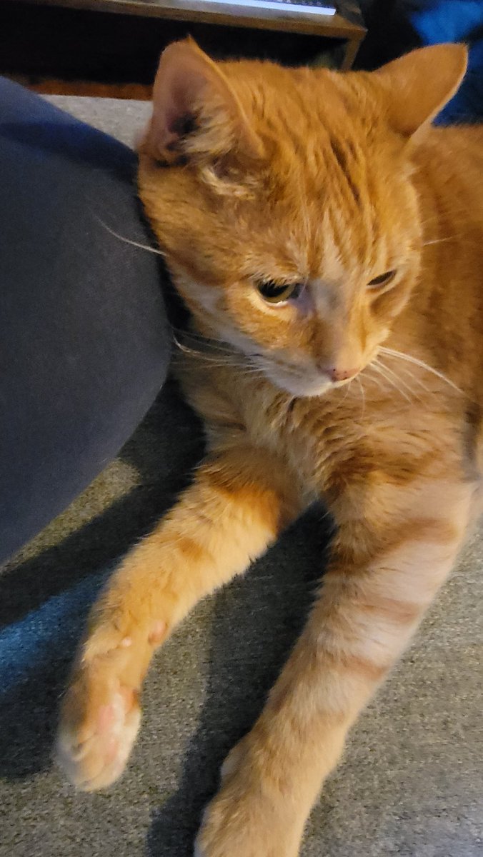 Hafatam1's tweet photo. Mommy's knee is bestest pillow ever! #cuddlecat #supercute #everythingismine #CatsOnTwitter #fuffball #chonkerkitty https://t.co/Fi1zIPkAXC