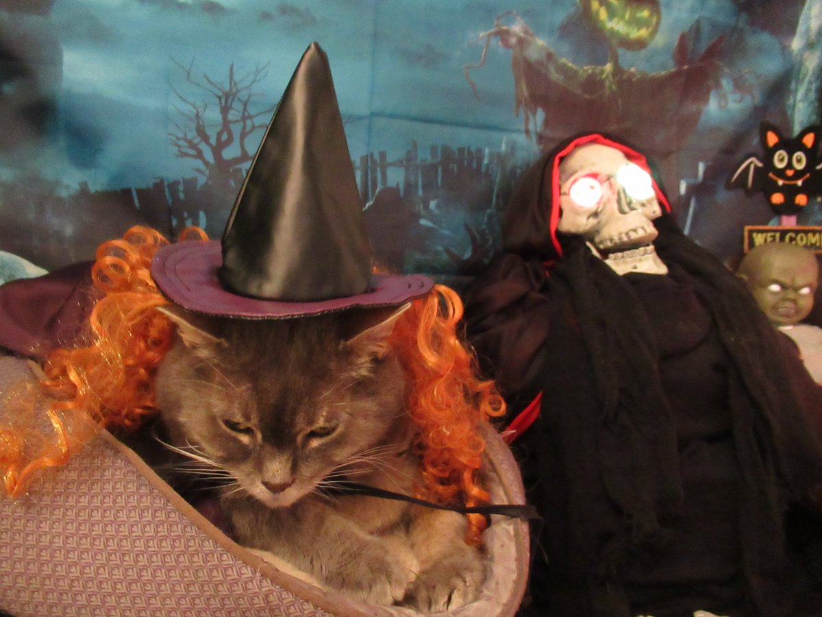 ampincivero's tweet photo. @DMHerinya Thank mew! I have a few costumes...
#HappyHalloween #Halloween 🐱🎃
#cats #CatsOfTwitter #CatCostumes
#HarleyQuinn #Clown #Witch https://t.co/cIsPY9aWk3