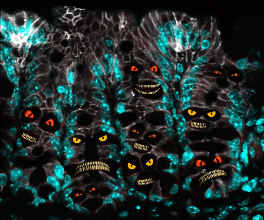 OI_Coleman's tweet photo. Happy #Halloween from the #gobletcell monsters on this fine #MicroscopyMonday! #mucusmatters https://t.co/EMK7gRYw1w