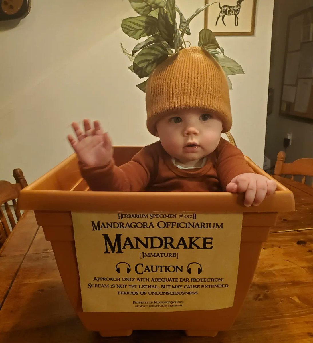 plutoniangirl's tweet photo. Rather proud of my costume this year!
Professor Sprout and her Mandrake. 🪴 https://t.co/2ScZjjN7Np
