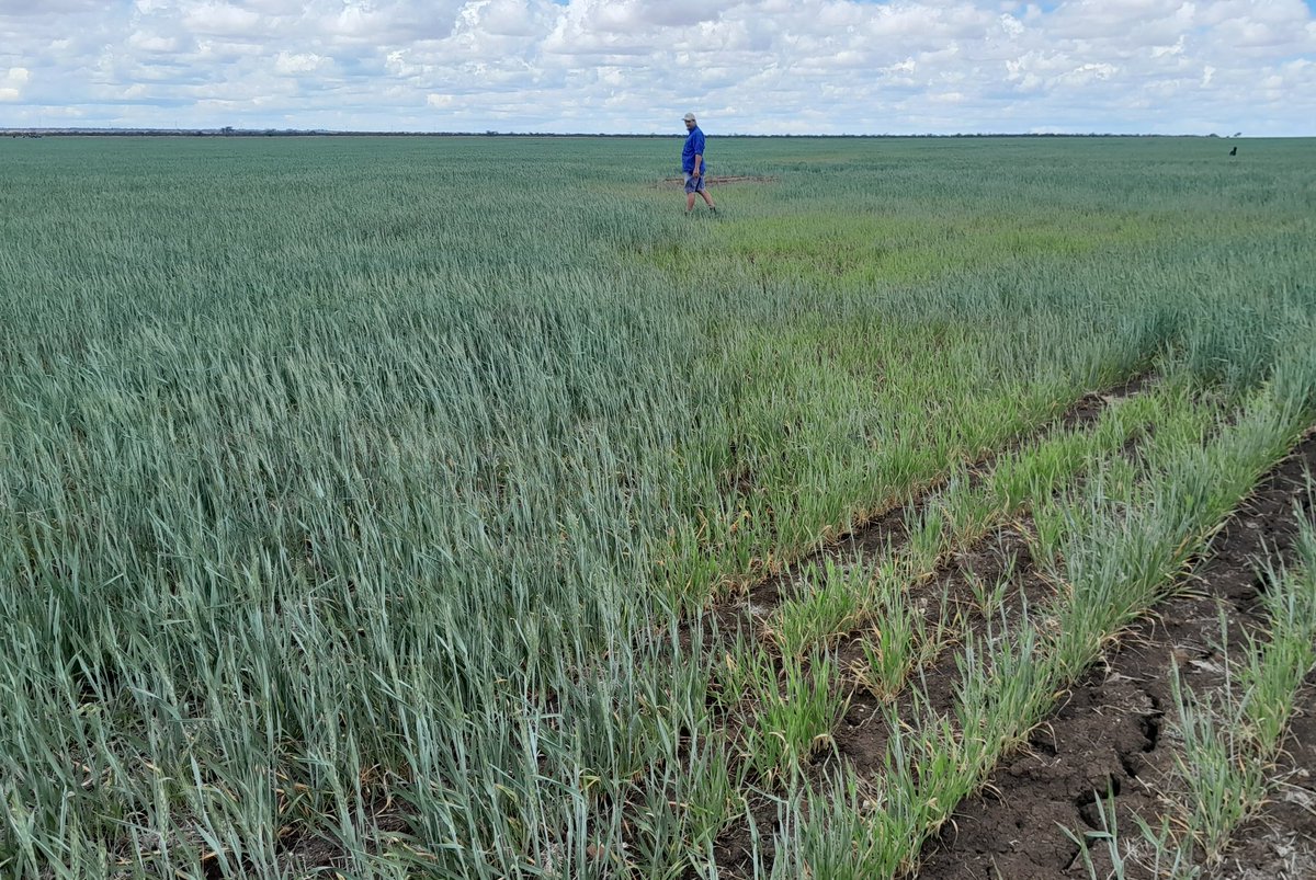 Sorghum 2 years ago on the left, fallow on the right. The work done by the sorghum roots has increased the size of the sponge, allowing a lot more water to be stored for this wheat crop.