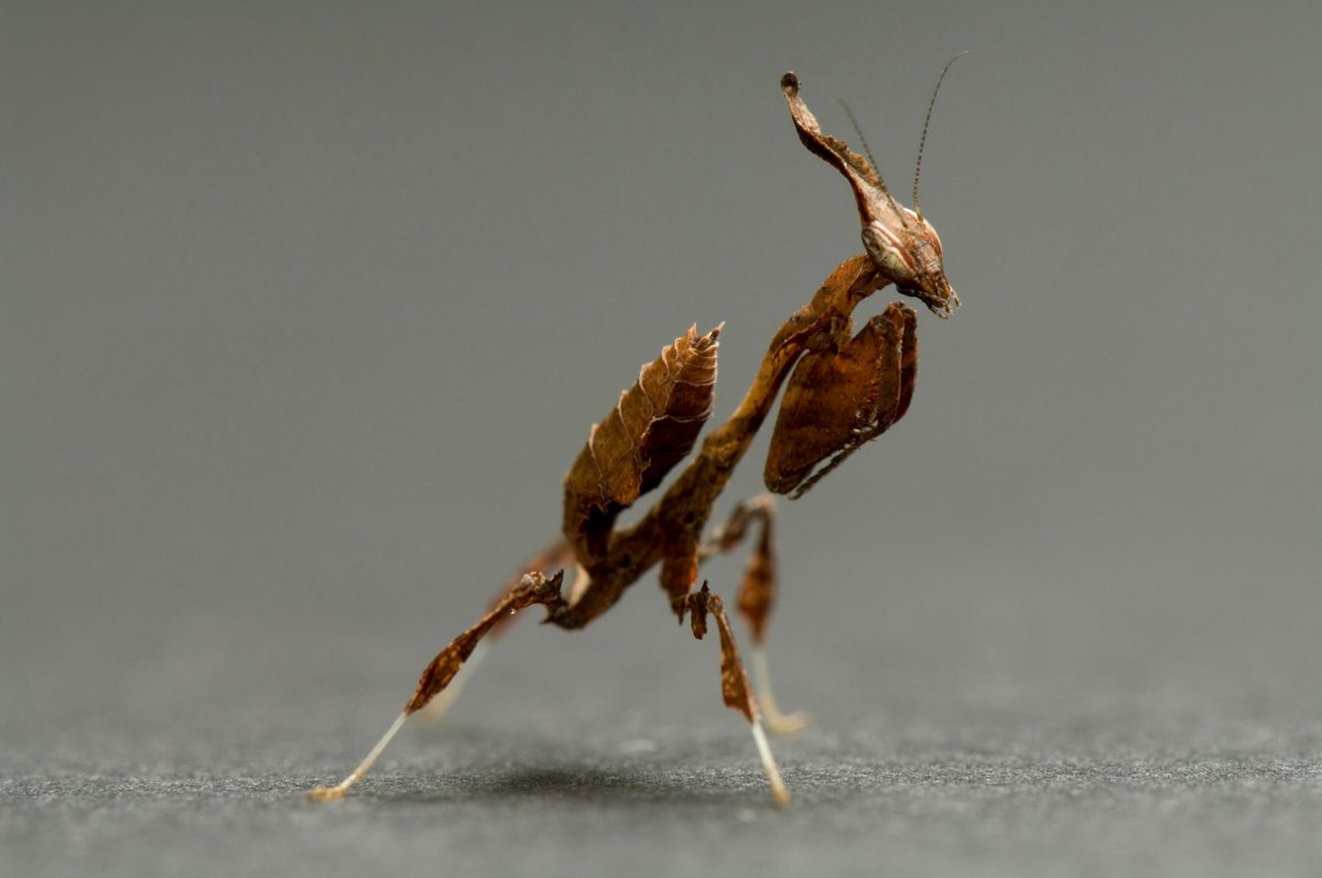 Photo of a ghost mantis by Joel Sartore